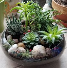 there are many plants that are in the glass bowl on the table, along with rocks and stones