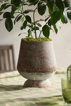 a potted plant sitting on top of a table