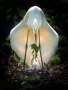 two white birds standing next to each other on top of a nest