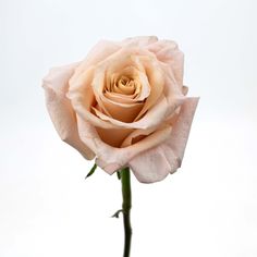 Peach Pink Shimmer rose will remind you of Pink Champagne on ice and has the perfect combination of peach and pink. This rose bloom highlights elegance with full and ruffled petals. Try pairing these roses with a coral Movie Star rose or Apricot Blend Ranunculus for arrangements with a warm garden-party feel for your wedding, birthday or just adding some flowers for your house! Peach Carnations, Champagne Wedding Flowers, Carnation Wedding, Champagne Roses, Shimmer Rose, 100 Roses, Hotel Flowers, Champagne Flowers, Wholesale Flowers Wedding