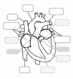 the human heart diagram with labels for each section, and an image of it in black and white