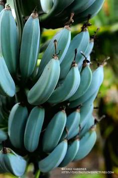 bunches of unripe bananas still on the tree