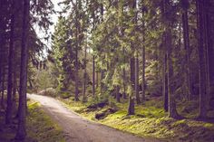 a dirt road in the middle of a forest with lots of trees on both sides