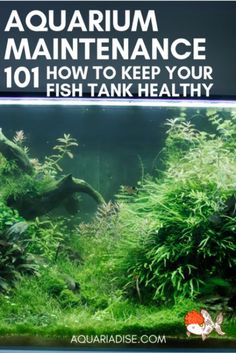 aquarium maintenance 101 how to keep your fish tank healthy by aquaraidisse com