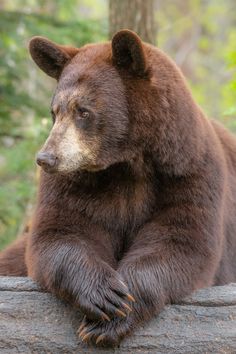 a large brown bear sitting on top of a log