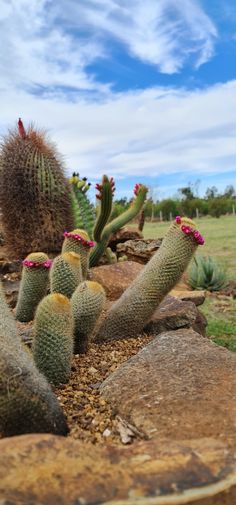 some very pretty cactus plants by some big rocks