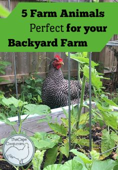 a chicken standing in the middle of a garden next to a sign that says 5 farm animals perfect for your backyard farm