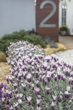 purple and white flowers in front of a house number two on the side of it