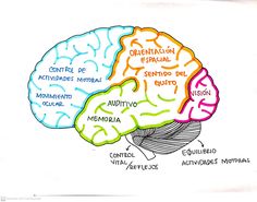 a drawing of the human brain with different areas labeled in spanish and latin - american languages