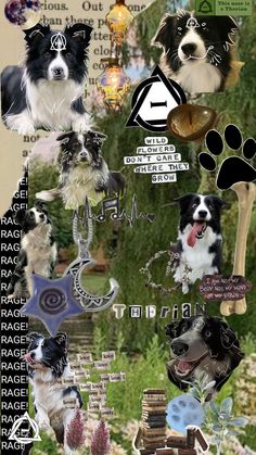 a collage of dogs and their names