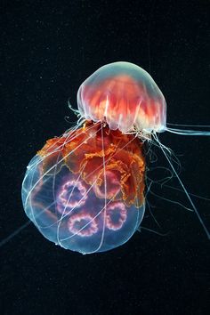 an orange and white jellyfish floating in the water