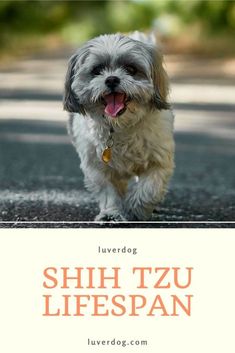 shih tzu dog running on the road with its tongue out and it's mouth open