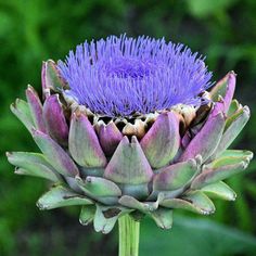 an artichoke flower with purple petals in front of some green leaves and grass