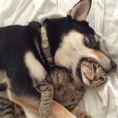 a dog and cat laying on top of each other