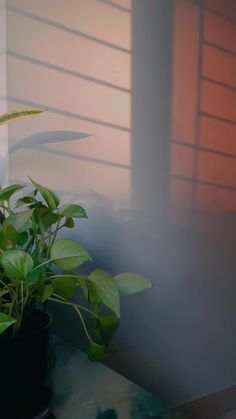 a potted plant sitting on top of a table next to a window with blinds