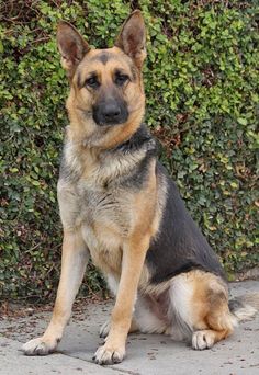 a german shepherd sitting on the sidewalk in front of some bushes and shrubbery, looking at the camera