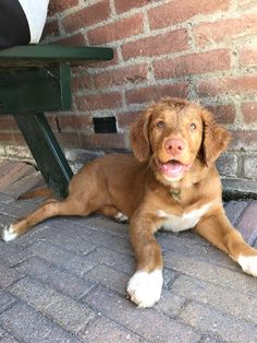 a brown and white dog laying on top of a brick floor next to a green bench