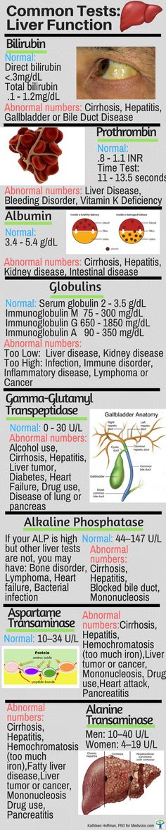 the anatomy of an animal's body, including its muscles and stomachs info sheet