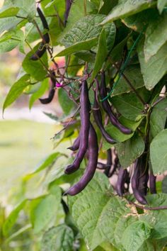 purple beans hanging from a tree with green leaves