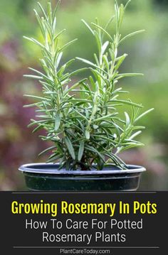 a potted rosemary plant with the title growing rosemary in pots how to care for potted rosemary plants