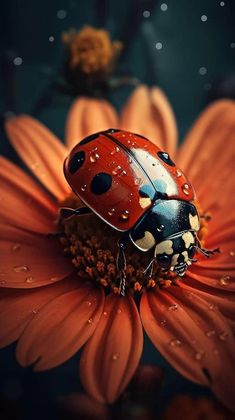 a ladybug sitting on top of a flower with water droplets all over it