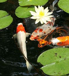 two orange and white koi fish in a pond with lily pad water lilies