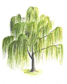 a drawing of a willow tree with green leaves on it's branches and the ground