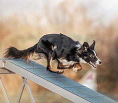 a black and white dog jumping over a metal rail