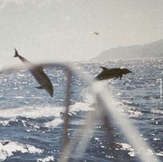 two dolphins jumping out of the water from a boat in front of some birds flying overhead