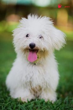 a white dog sitting in the grass with its tongue out and it's tongue hanging out