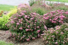 pink flowers are blooming in the garden next to green grass and shrubbery on either side of the road