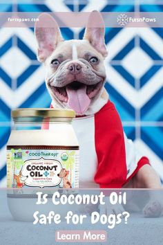 a french bulldog wearing an apron and holding a jar of coconut oil with the caption is coconut oil safe for dogs? learn more