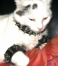 a white cat with spikes on its collar