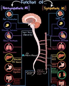 the functions of the human body and their functions in each part of the nervous system