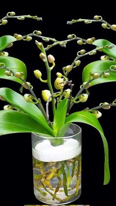 a glass vase filled with water and flowers