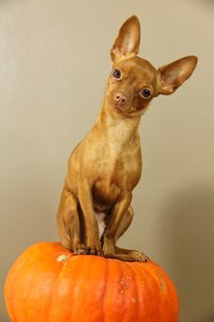 a small dog sitting on top of a pumpkin