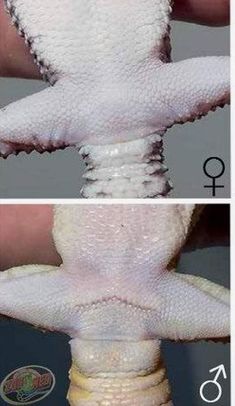 two pictures showing the different stages of geckos being used to remove them from their skin