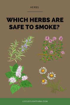 Smokable Herbs List, Herbs That Can Be Smoked, Legal Smokable Herbs, Smokable Herbs That Get You High, Smokeable Herbs, Herbal Ciggerate, Smokeable Herbs For Sleep, Smokable Herbs And Their Benefits, Marshmallow Herb