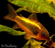 a close up of a fish on a plant with leaves in the foreground and dark background