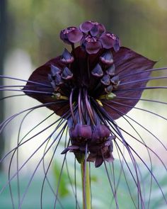 an image of a purple flower with the caption taca chantrieriri black