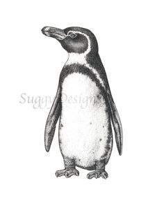 a black and white drawing of a penguin with its head turned to look like it is standing