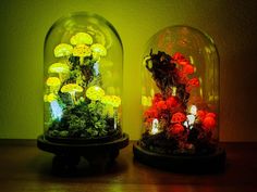 two glass domes with plants in them on top of a wooden table next to each other