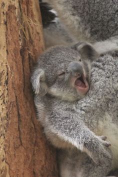 a koala bear is sitting in a tree and yawning