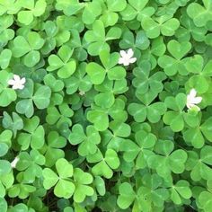 some green leaves and white flowers in the grass