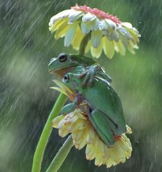 a green frog sitting on top of a yellow flower in the rain with it's eyes open