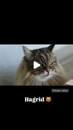 a cat sitting on top of a bed next to the words hagrid written in front of it