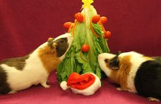 two guinea pigs are looking at a christmas tree made out of lettuce and carrots