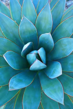 the top view of a large green flower