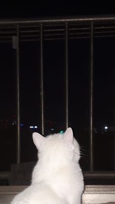 a white cat sitting on top of a window sill