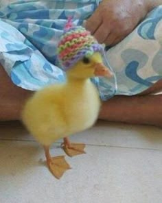 a small yellow duck wearing a knitted hat on it's head and legs